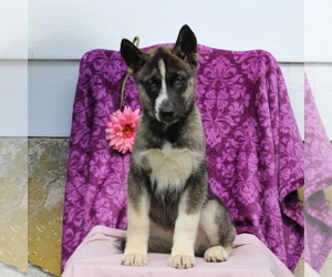 Siberian Husky Puppy for sale in KIRKWOOD, PA, USA