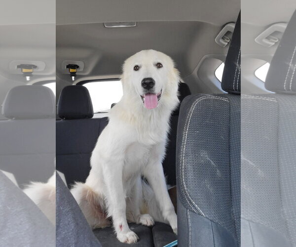 Medium Photo #1 Great Pyrenees Puppy For Sale in Houston, TX, USA