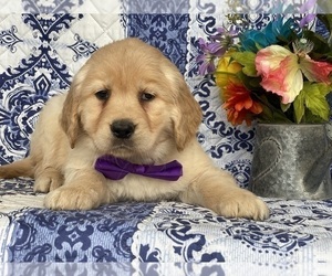 Golden Retriever Puppy for sale in LANCASTER, PA, USA