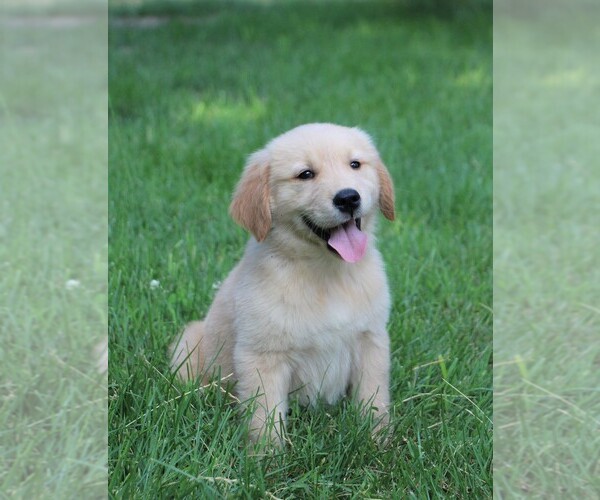 Medium Photo #1 Golden Retriever Puppy For Sale in JONES, MI, USA