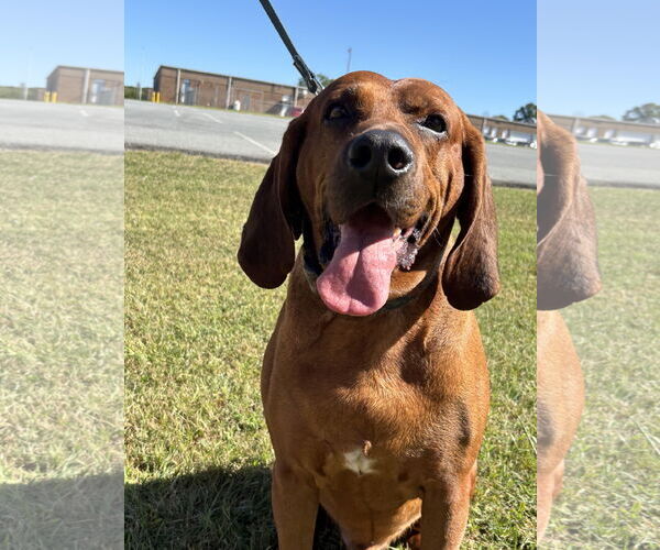 Medium Photo #2 Bloodhound Puppy For Sale in Rustburg, VA, USA