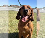 Small #1 Bloodhound