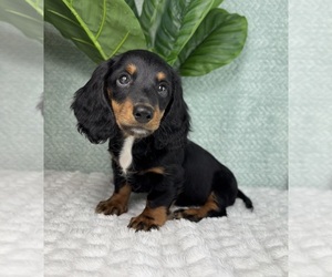 Dachshund Puppy for sale in FRANKLIN, IN, USA
