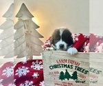 Puppy Brown Collar Great Bernese