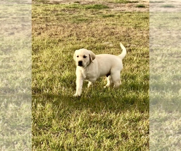 Medium Photo #1 Labrador Retriever Puppy For Sale in SAFFORD, AZ, USA