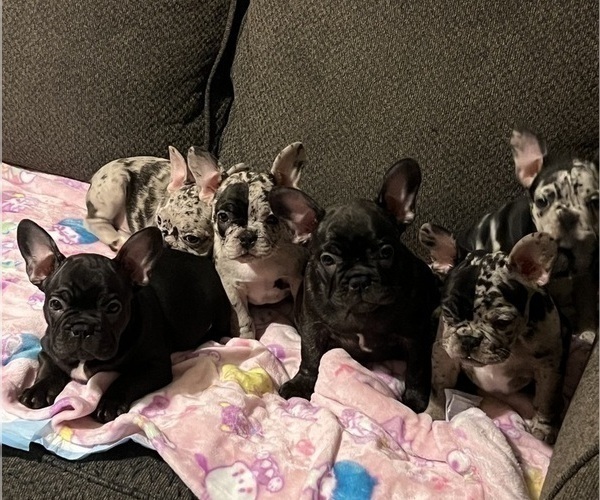 Medium Photo #3 French Bulldog Puppy For Sale in OCALA, FL, USA