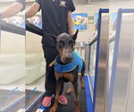 Small Doberman Pinscher