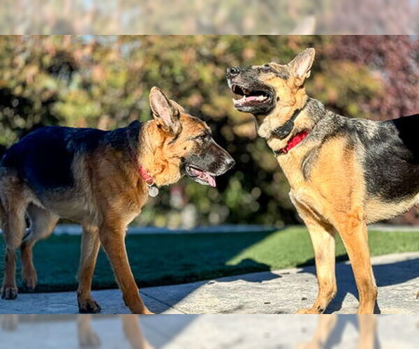Medium Photo #3 German Shepherd Dog Puppy For Sale in Modesto, CA, USA