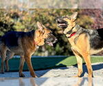 Small #2 German Shepherd Dog