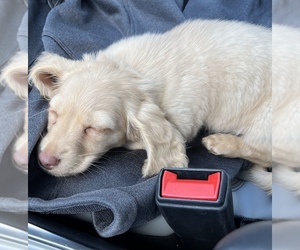Dachshund Puppy for sale in NORTH RICHLAND HILLS, TX, USA