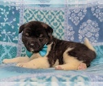 Small Photo #4 Akita Puppy For Sale in PARADISE, PA, USA
