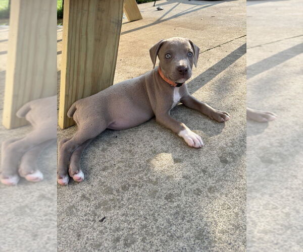 Medium Photo #2 American Staffordshire Terrier-Unknown Mix Puppy For Sale in Brewster, NY, USA