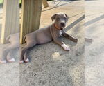 Small #1 American Staffordshire Terrier Mix