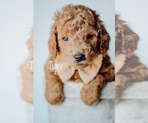 Goldendoodle Puppy for sale in MOUNTAIN HOME, ID, USA