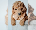 Small Photo #1 Goldendoodle Puppy For Sale in MOUNTAIN HOME, ID, USA