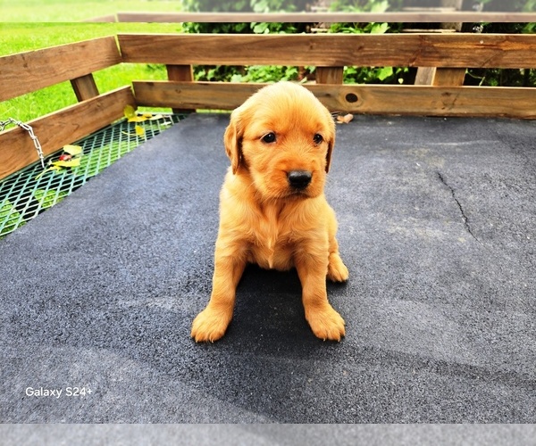 Medium Photo #5 Golden Retriever Puppy For Sale in LEON, KS, USA