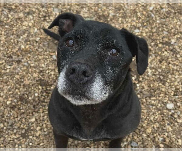 Medium Photo #1 Mutt Puppy For Sale in Anniston, AL, USA