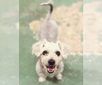Small #1 Mutt