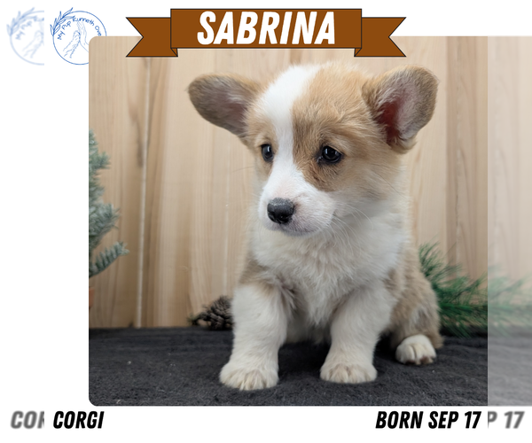 Medium Photo #1 Pembroke Welsh Corgi Puppy For Sale in GOSHEN, IN, USA