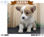 Puppy Sabrina Pembroke Welsh Corgi