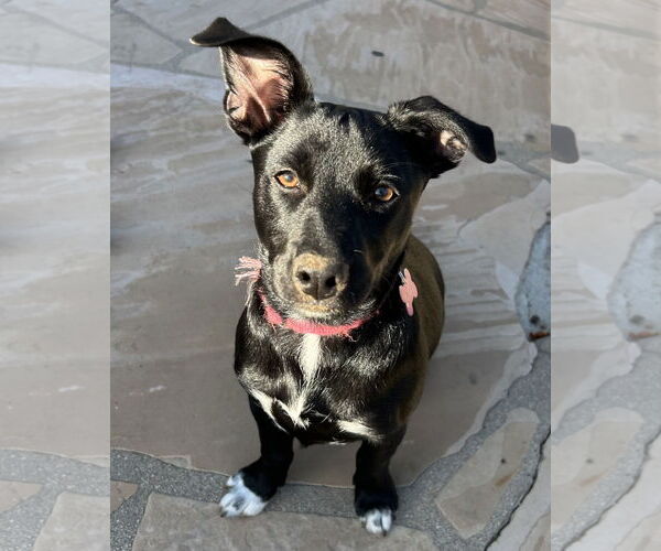 Medium Photo #8 Labrador Retriever-Miniature Pinscher Mix Puppy For Sale in Corona, CA, USA