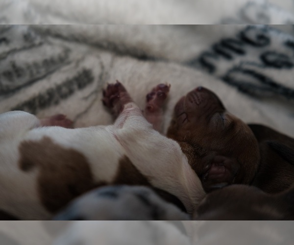 Medium Photo #2 Dachshund Puppy For Sale in NEVADA CITY, CA, USA
