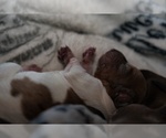 Small #1 Dachshund