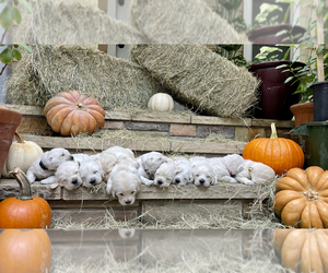 English Cream Golden Retriever Puppy for sale in COCKRELL HILL, TX, USA