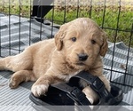 Small Photo #9 Goldendoodle Puppy For Sale in WILLIS, TX, USA
