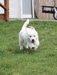 Small Photo #6 Golden Retriever Puppy For Sale in KINGSTON, WA, USA