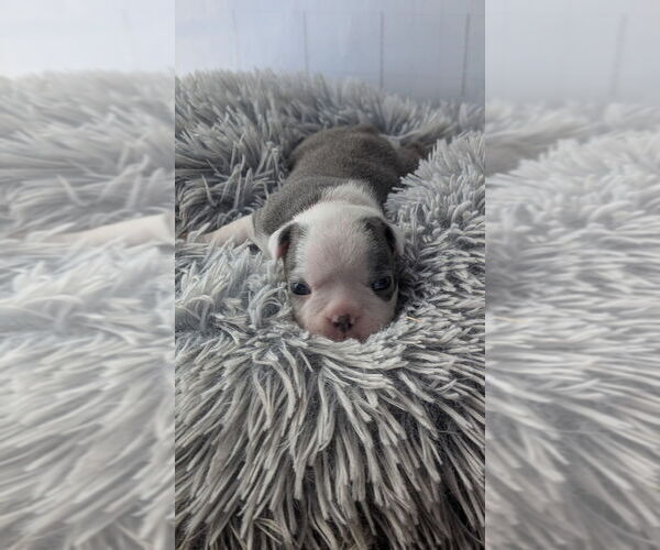 Medium Photo #21 Boston Terrier Puppy For Sale in ROCHESTER, NH, USA