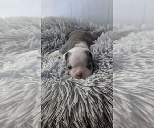 Medium Boston Terrier