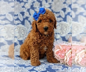 Poodle (Miniature) Puppy for sale in NEW PROVIDENCE, PA, USA