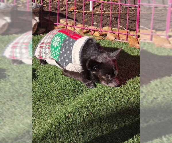 Medium Photo #5 Chihuahua Puppy For Sale in MIDWAY, UT, USA