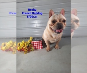 French Bulldog Puppy for Sale in SHIPSHEWANA, Indiana USA