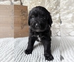 Image preview for Ad Listing. Nickname: Dk Blue Snape