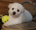 Small Bichon Frise