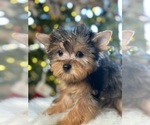 Small Photo #10 Yorkshire Terrier Puppy For Sale in ELMHURST, IL, USA