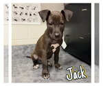 Small American Staffordshire Terrier Mix
