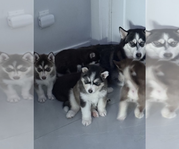 Medium Photo #1 Alaskan Malamute-Pomsky Mix Puppy For Sale in RIVERVIEW, FL, USA
