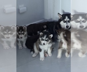 Medium Alaskan Malamute-Pomsky Mix