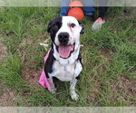 Small #3 American Pit Bull Terrier Mix