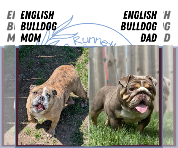 Medium Photo #11 English Bulldog Puppy For Sale in GOSHEN, IN, USA