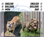 Small Photo #11 English Bulldog Puppy For Sale in GOSHEN, IN, USA