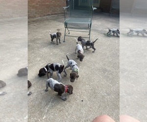German Shorthaired Pointer Puppy for sale in GRENADA, MS, USA