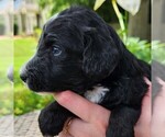 Small #1 F2 Aussiedoodle