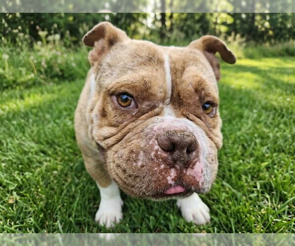 Medium Photo #1 Bulldog Puppy For Sale in Martinez, CA, USA