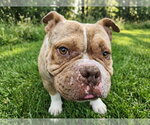 Small Bulldog