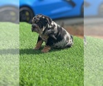 Small Photo #4 Bulldog Puppy For Sale in AUBURNDALE, FL, USA