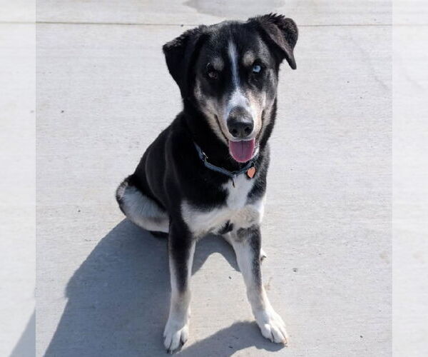 Medium Photo #12 Huskies -Unknown Mix Puppy For Sale in Fargo, ND, USA